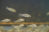 Pygmy Cory